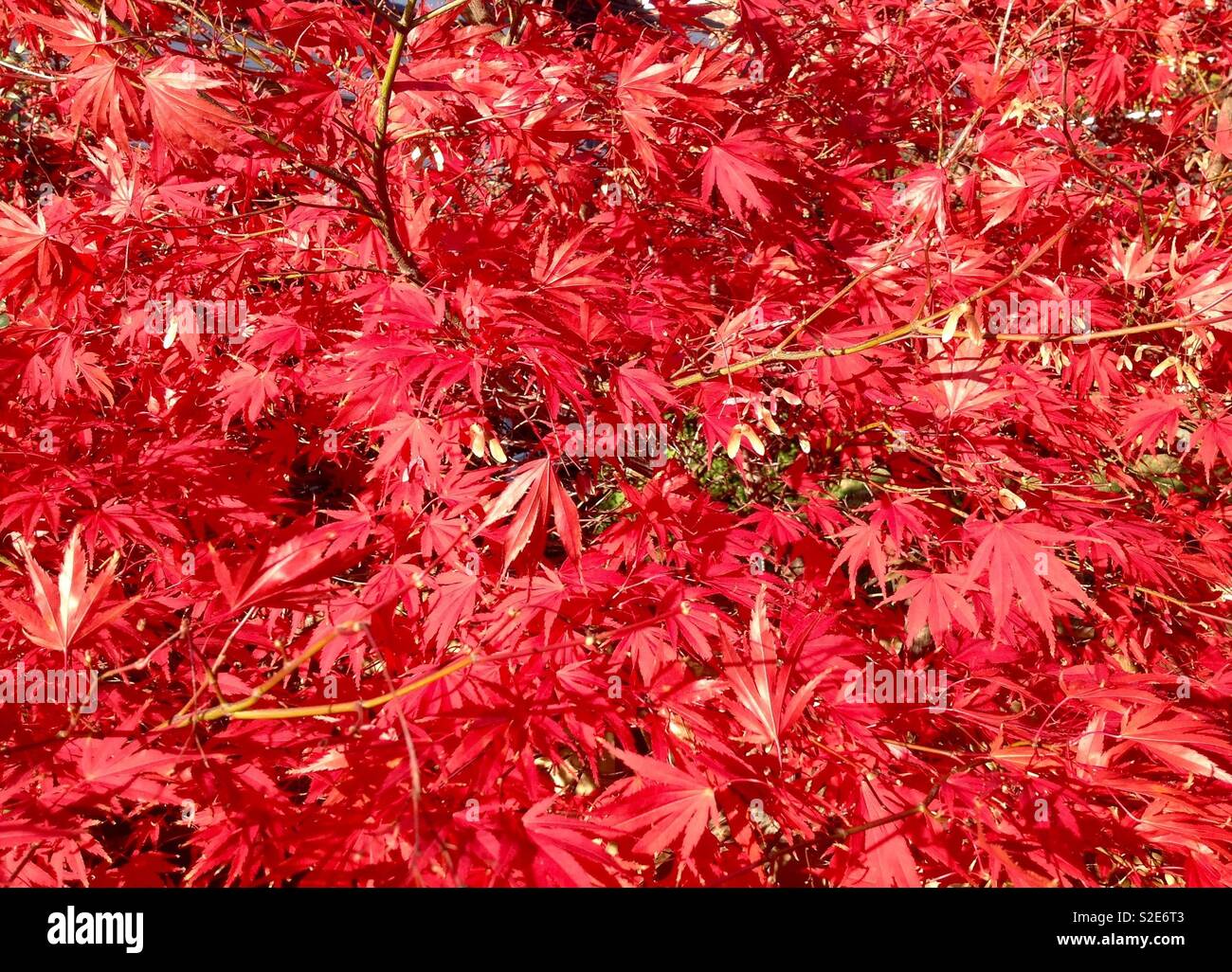 Foglie rosse su un Acer Albero in autunno - Immagine stock catturata con smartphone