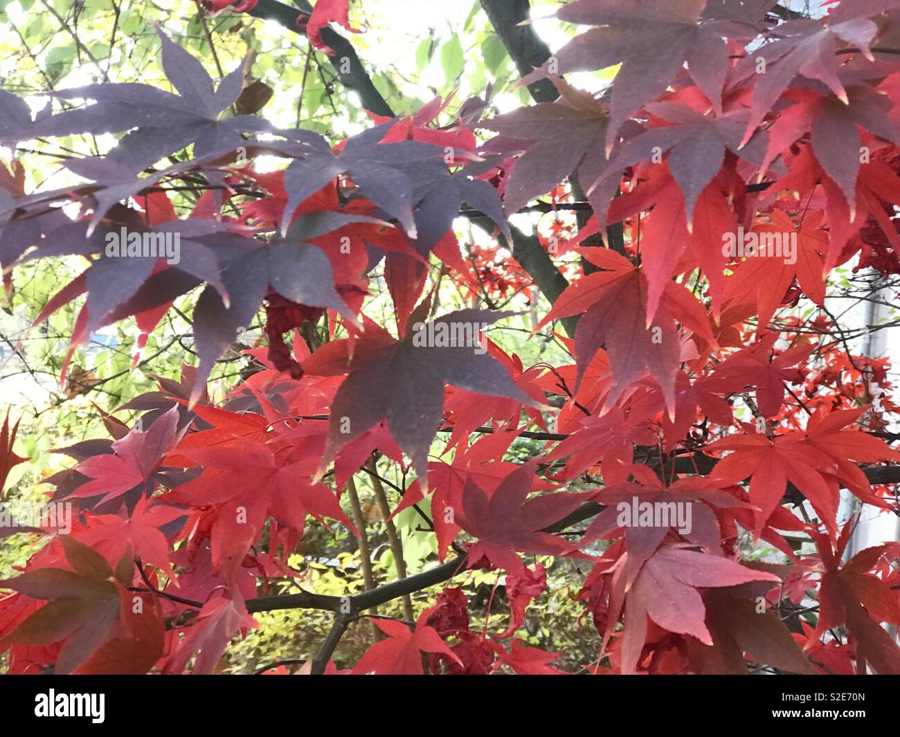 Herbst Farben Foto Stock