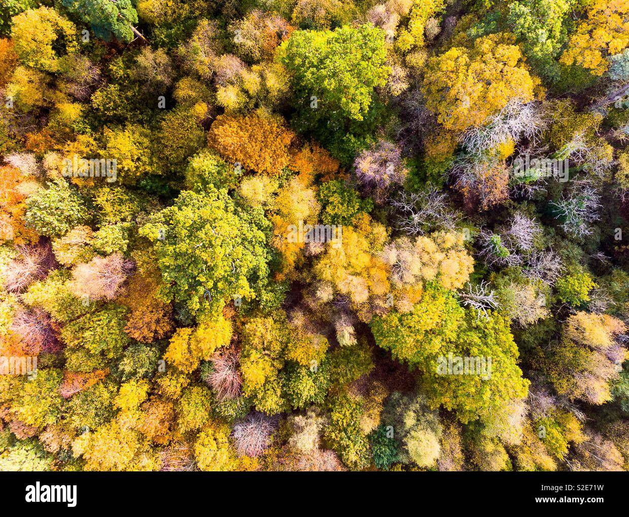 Alberi nel loro i colori dell'autunno - Immagine stock catturata con smartphone