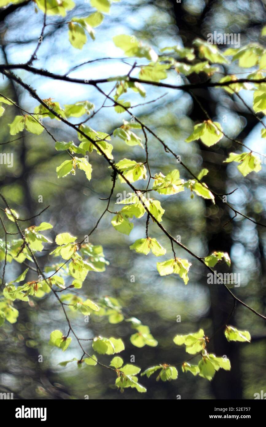 Sunshine proveniente attraverso le foglie in una foresta con lo sfondo in soft focus con bokeh di fondo Foto Stock