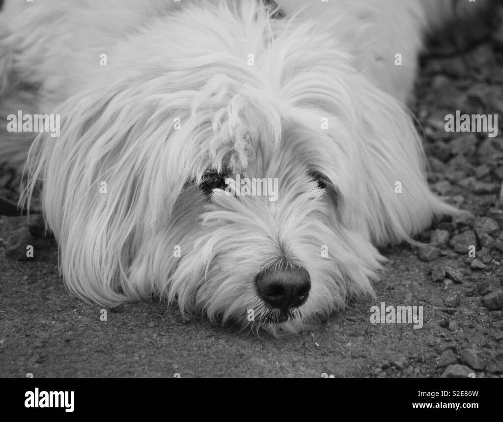 Labradoodle Foto Stock