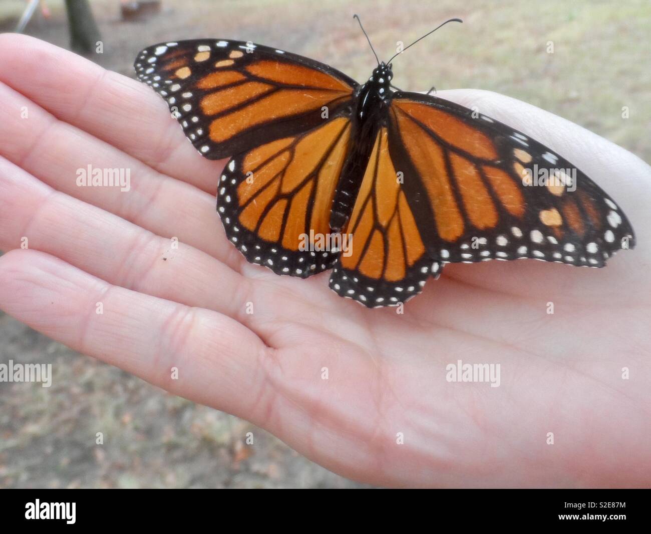 Butterfly sbarcati sulla mia mano Foto Stock