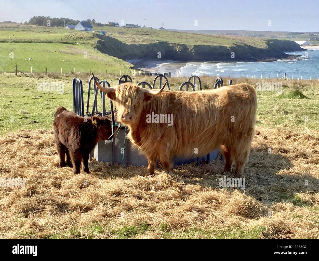 Highland mucca e il suo vitello in pascolo in un campo costiere sulle isole delle Ebridi in Scozia con la spiaggia e il mare in background Foto Stock