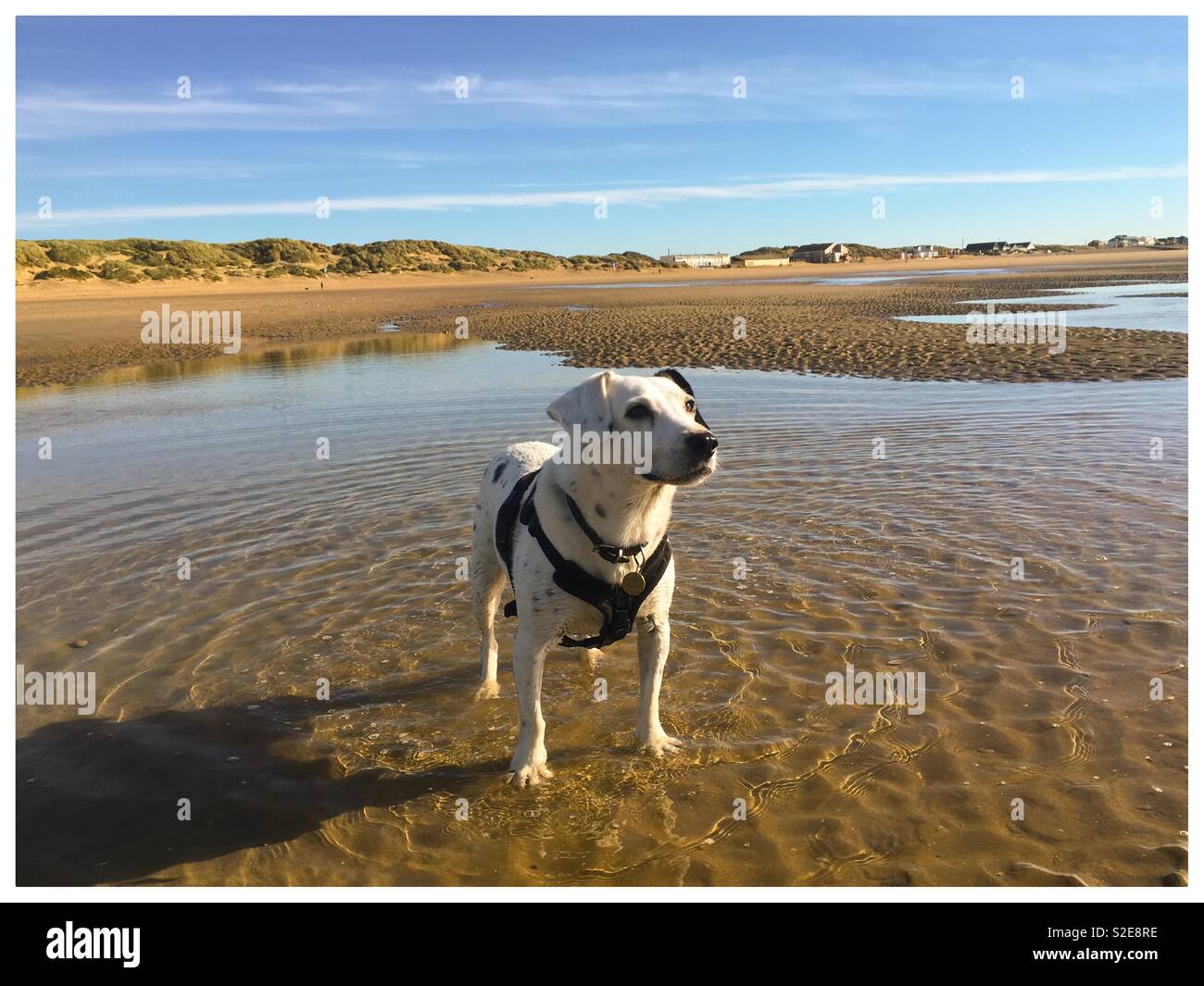 Un cane attende pazientemente per la palla per essere gettato sulla spiaggia di Camber Sands in segale, Sussex - Immagine stock catturata con smartphone