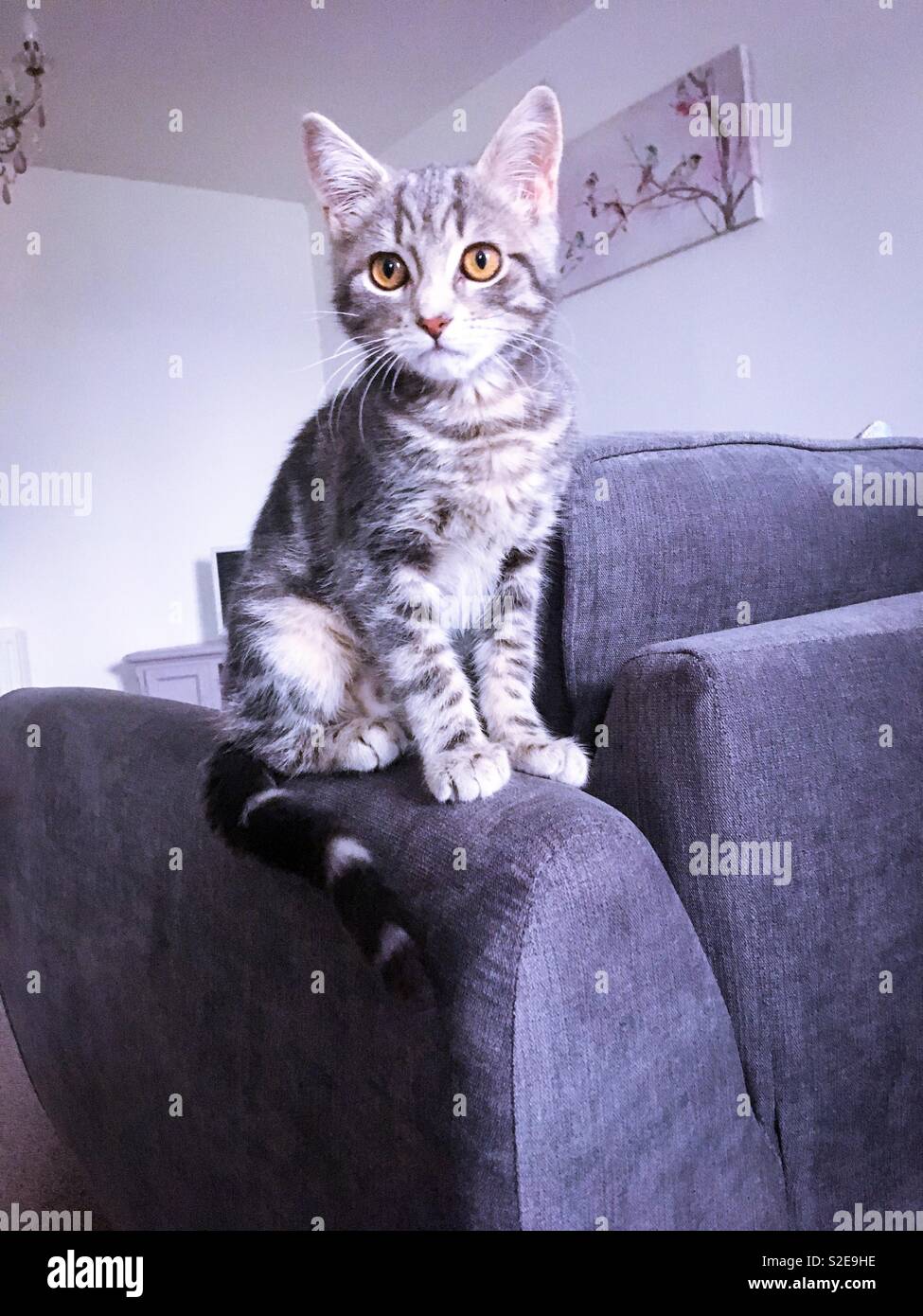 Bella grigio tabby kitten in attesa di giocare Foto Stock