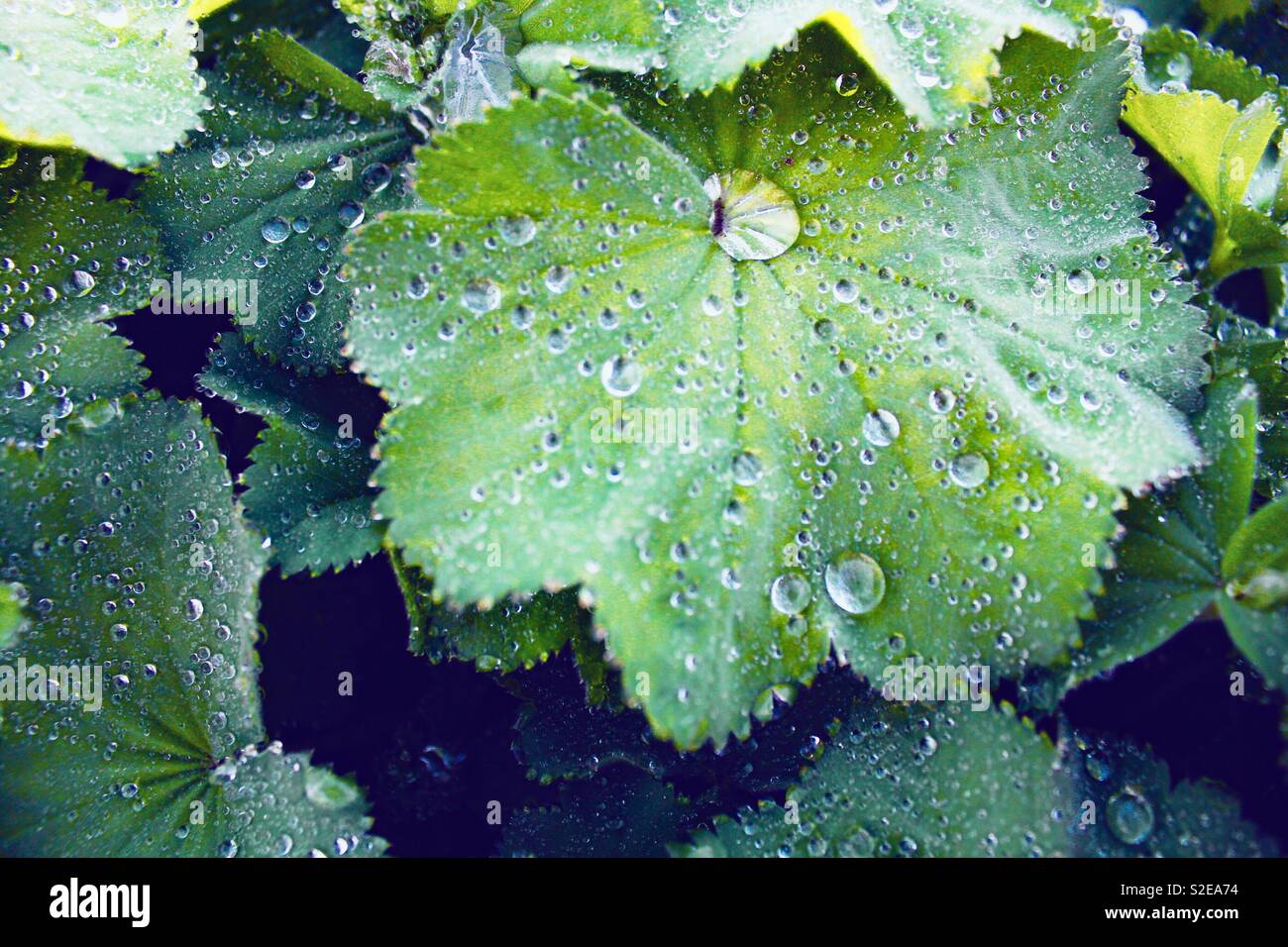 Il verde delle foglie dopo la pioggia Foto Stock