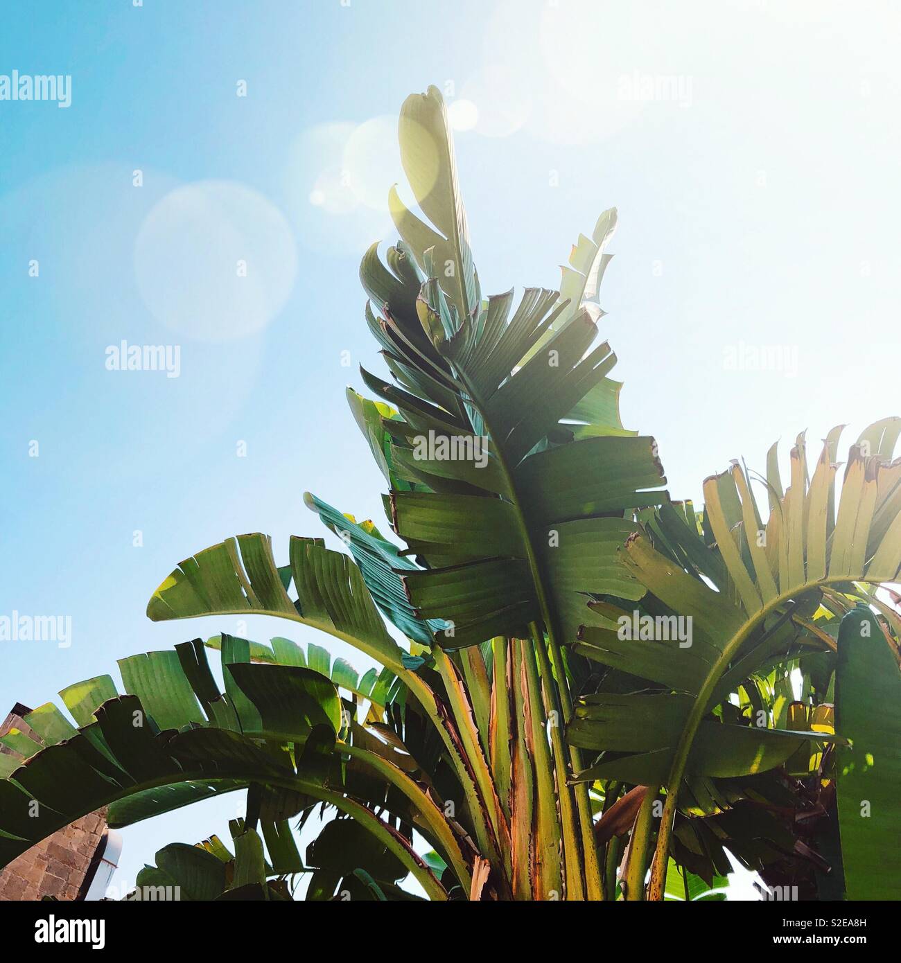 Exotic Palm tree foglie Foto Stock