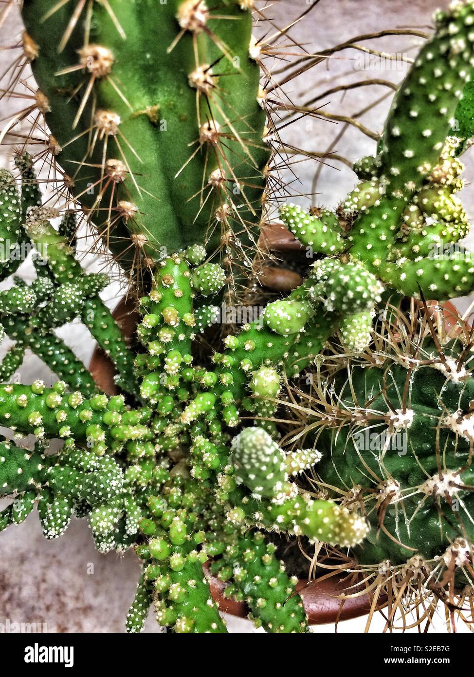 Vista ravvicinata di cactus Foto Stock