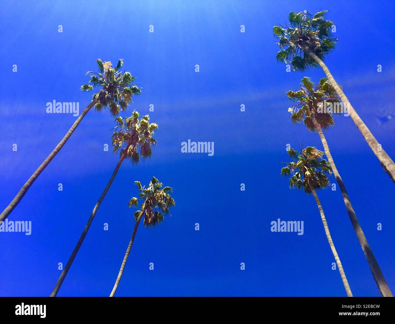 Cerca fino a sei alberi di palma. - Immagine stock catturata con smartphone