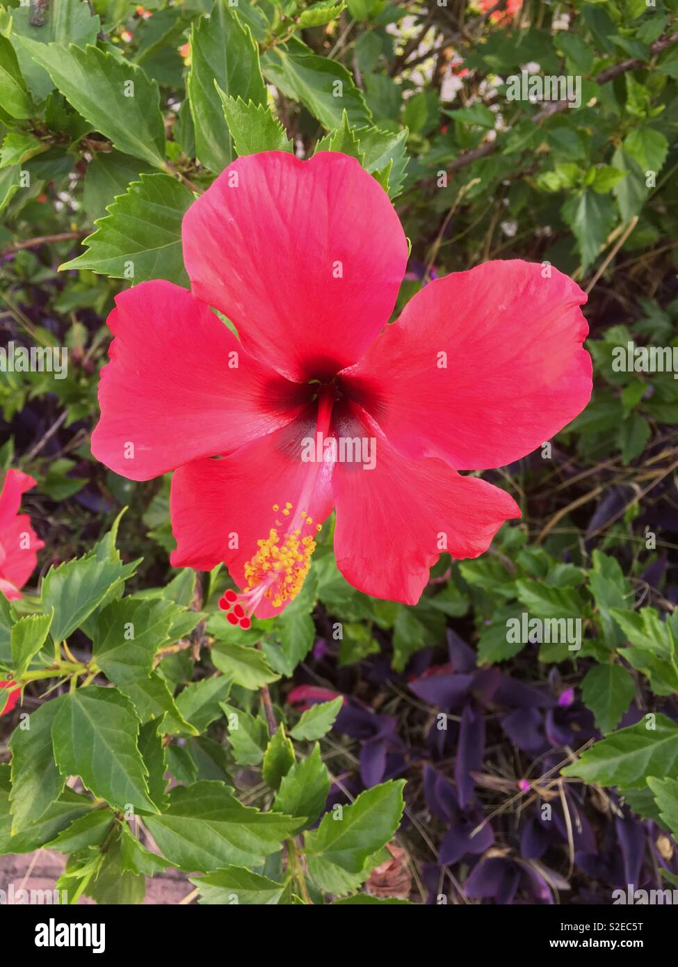 Rosso brillante di fiori di ibisco - Immagine stock catturata con smartphone
