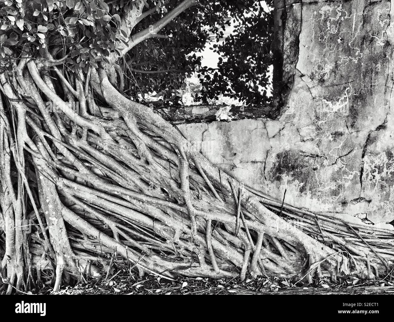 In bianco e nero di colpo la natura segua il suo corso. Le radici di un albero coperto di una casa distrutta. Foto Stock
