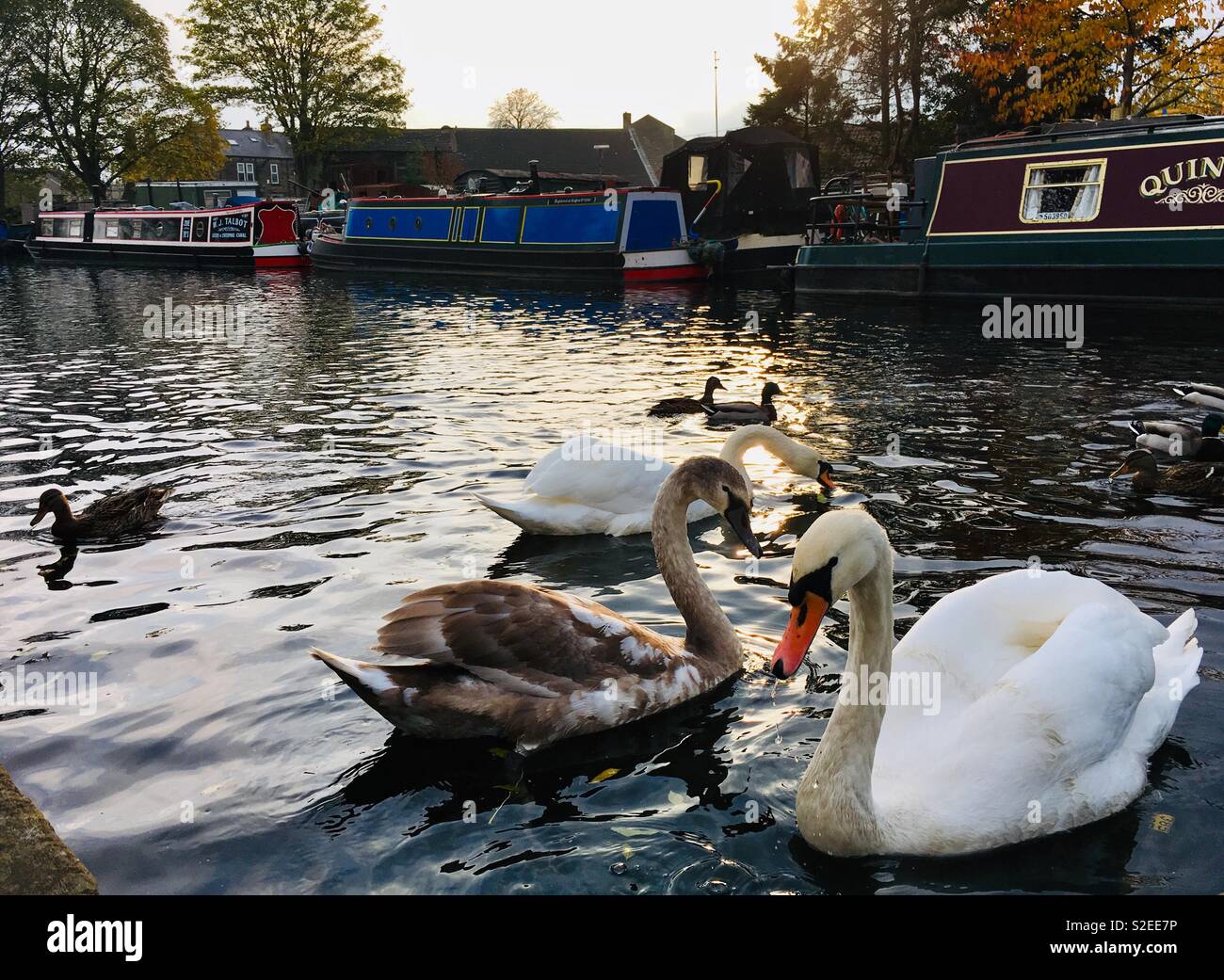 Leeds Liverpool canal in Rodley, Leeds, Yorkshire Foto Stock