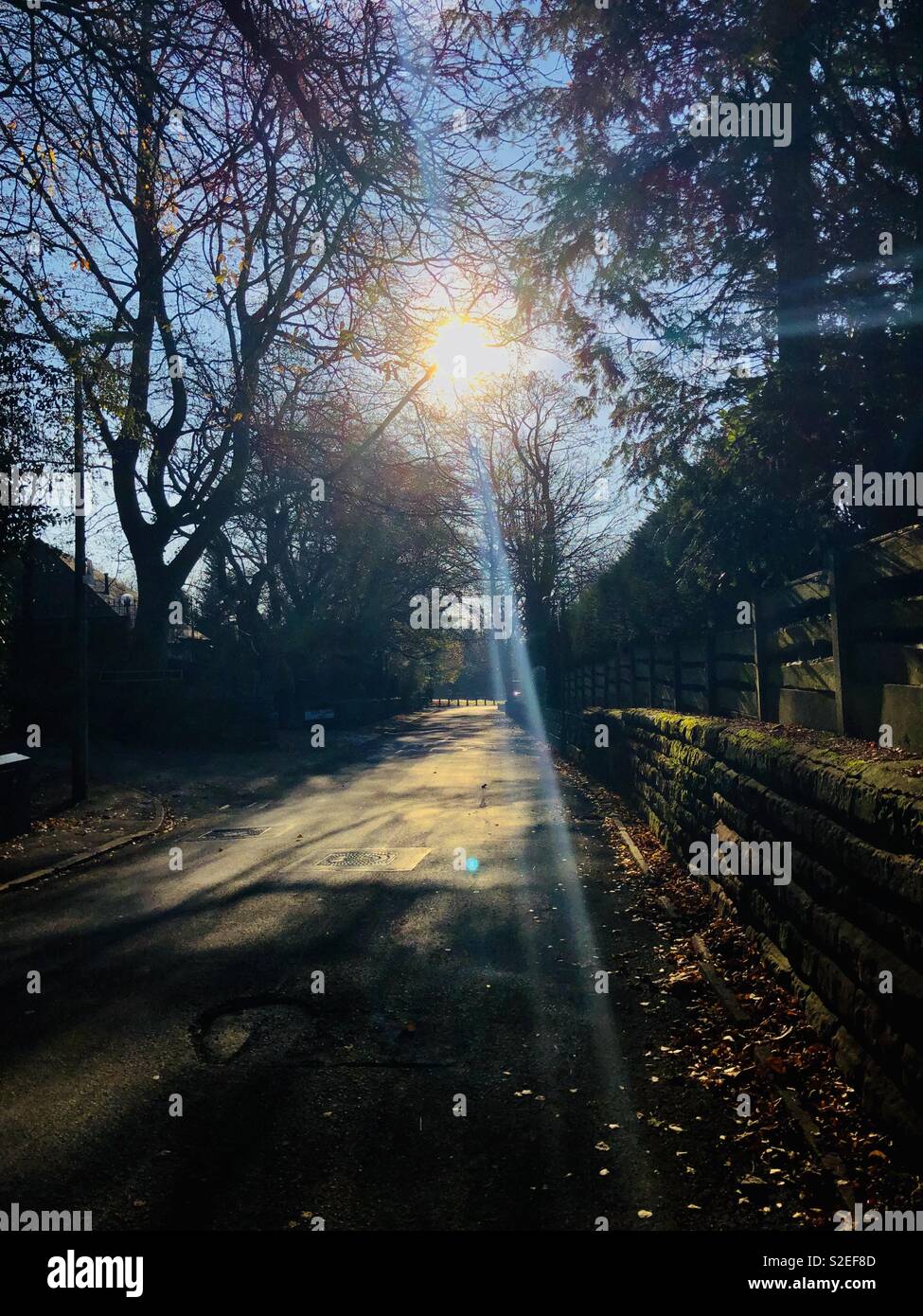 Il bel sole fa capolino attraverso gli alberi. Foto Stock