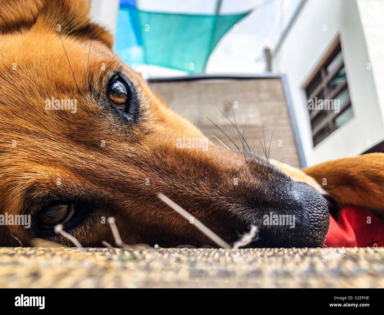 Dog relax Foto Stock