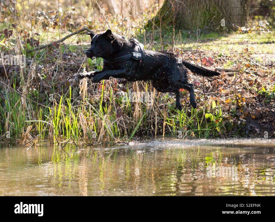 Volare in Basingstoke canal Foto Stock