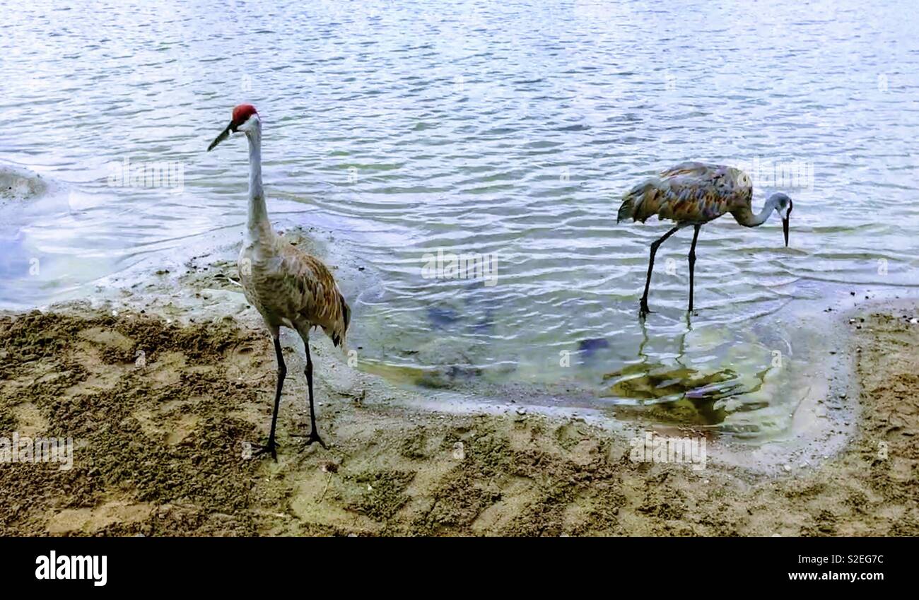 Due gru sandhill - Immagine stock catturata con smartphone