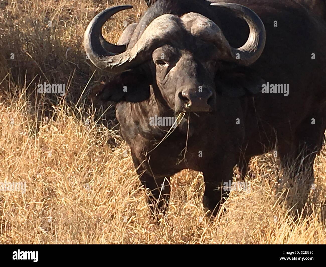 Bufalo d'acqua Kruger in cerca di me Foto Stock