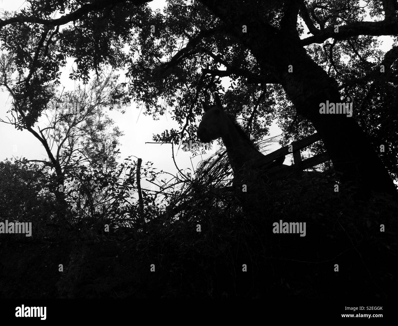 Silhouette di un cavallo in un recinto al di sopra del suolo e sotto alcuni alberi Foto Stock