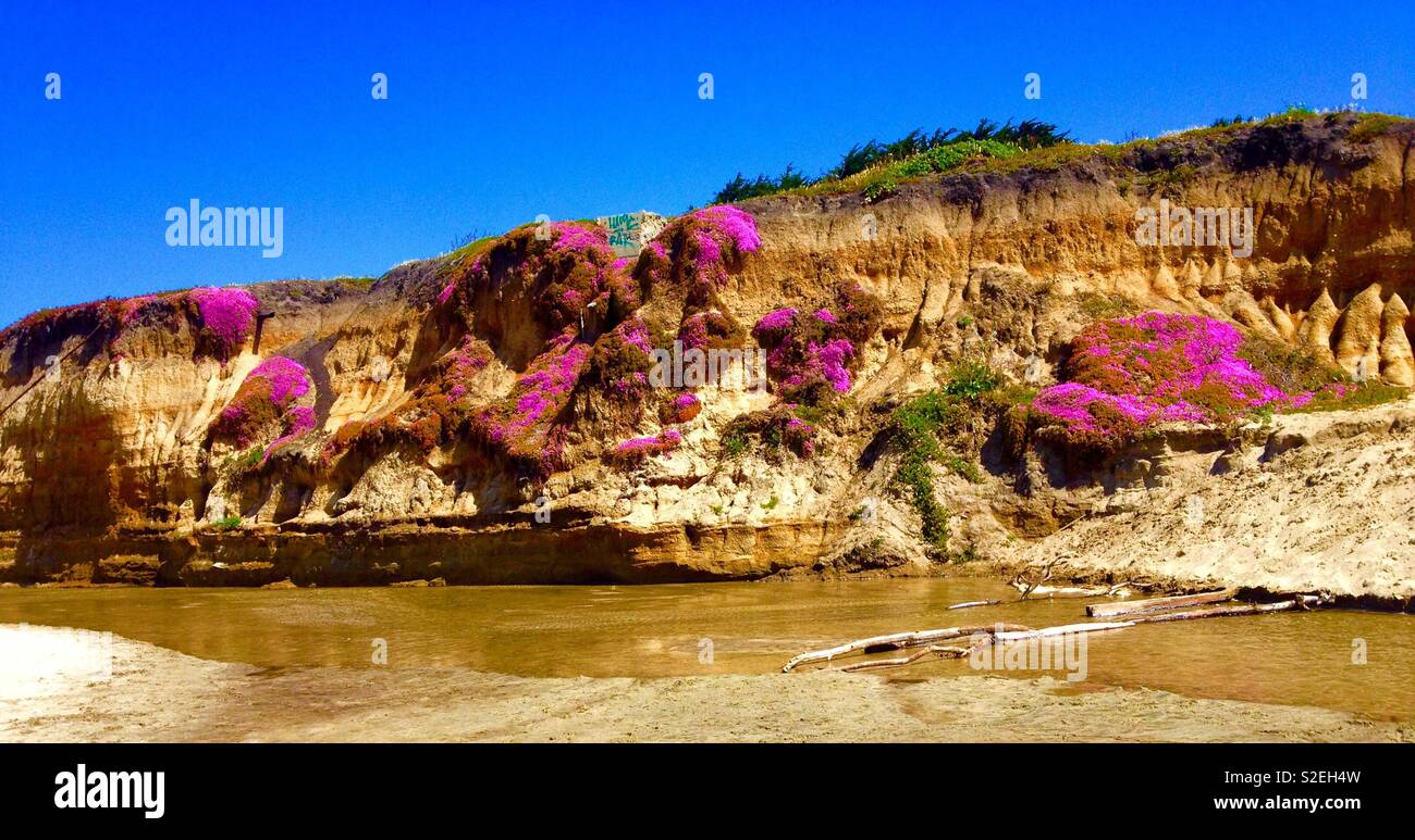 Rosa fiore di ghiaccio sulla sabbia cliff Half Moon Bay - Immagine stock catturata con smartphone Rosa fiore di ghiaccio sulla sabbia cliff Half Moon Bay - Immagine stock catturata con smartphone