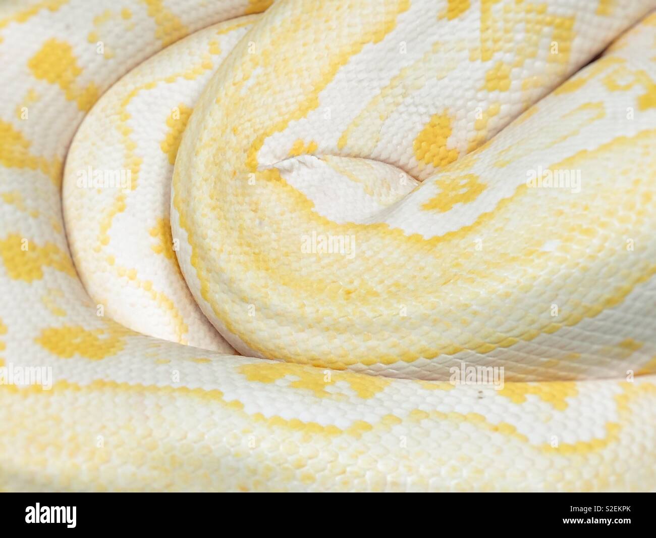 Primo piano della avvolto in giallo e bianco Boa constrictor corpo di  serpente Foto stock - Alamy