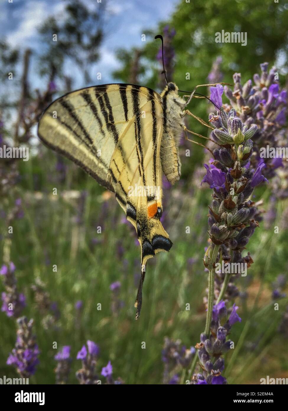 La scarsa coda forcuta (Iphiclides podalirius) farfalla su un fiore di lavanda - Immagine stock catturata con smartphone