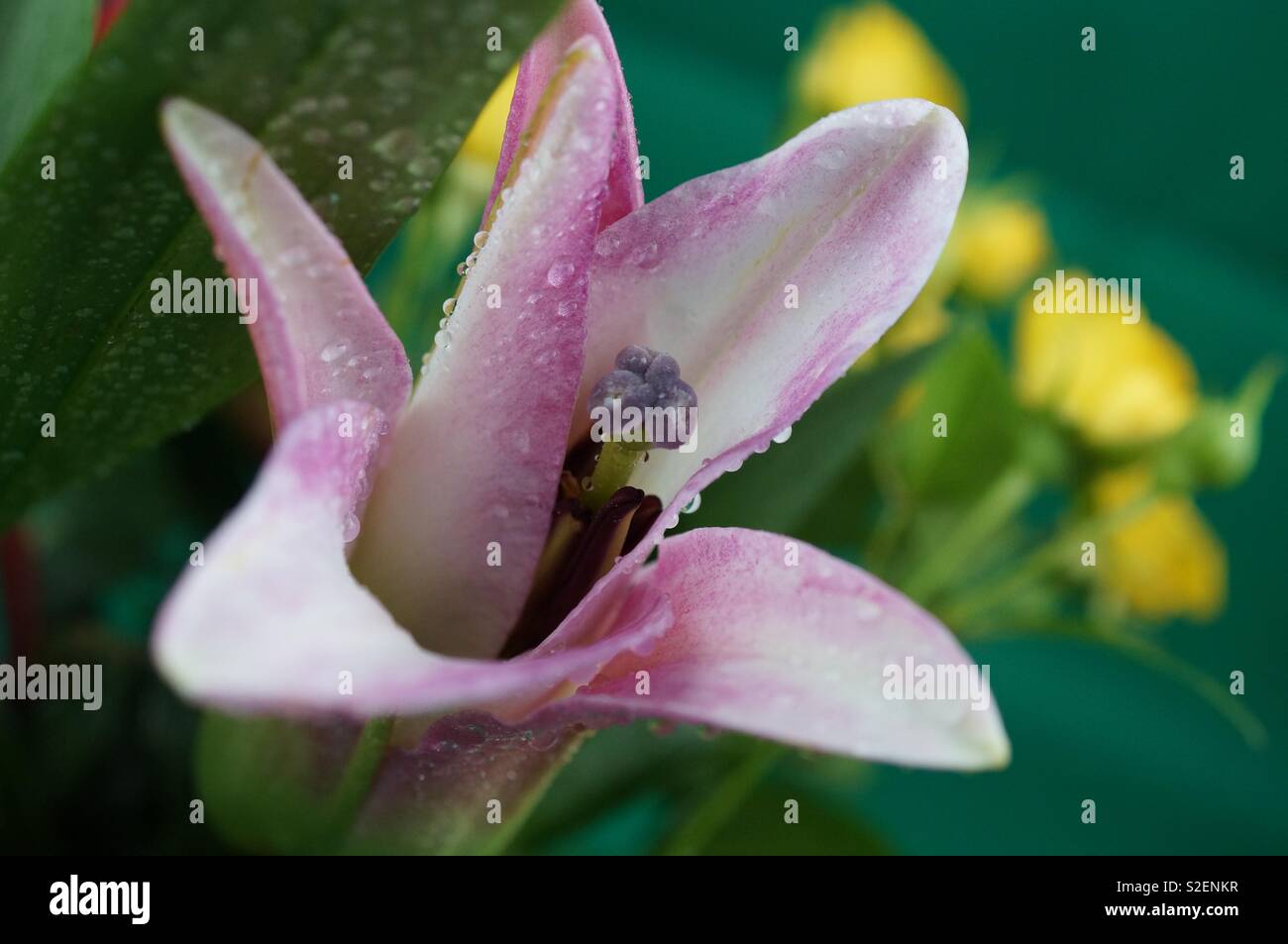 Close up di rosa e fiore bianco con le goccioline di acqua e fiori di colore giallo in background Foto Stock