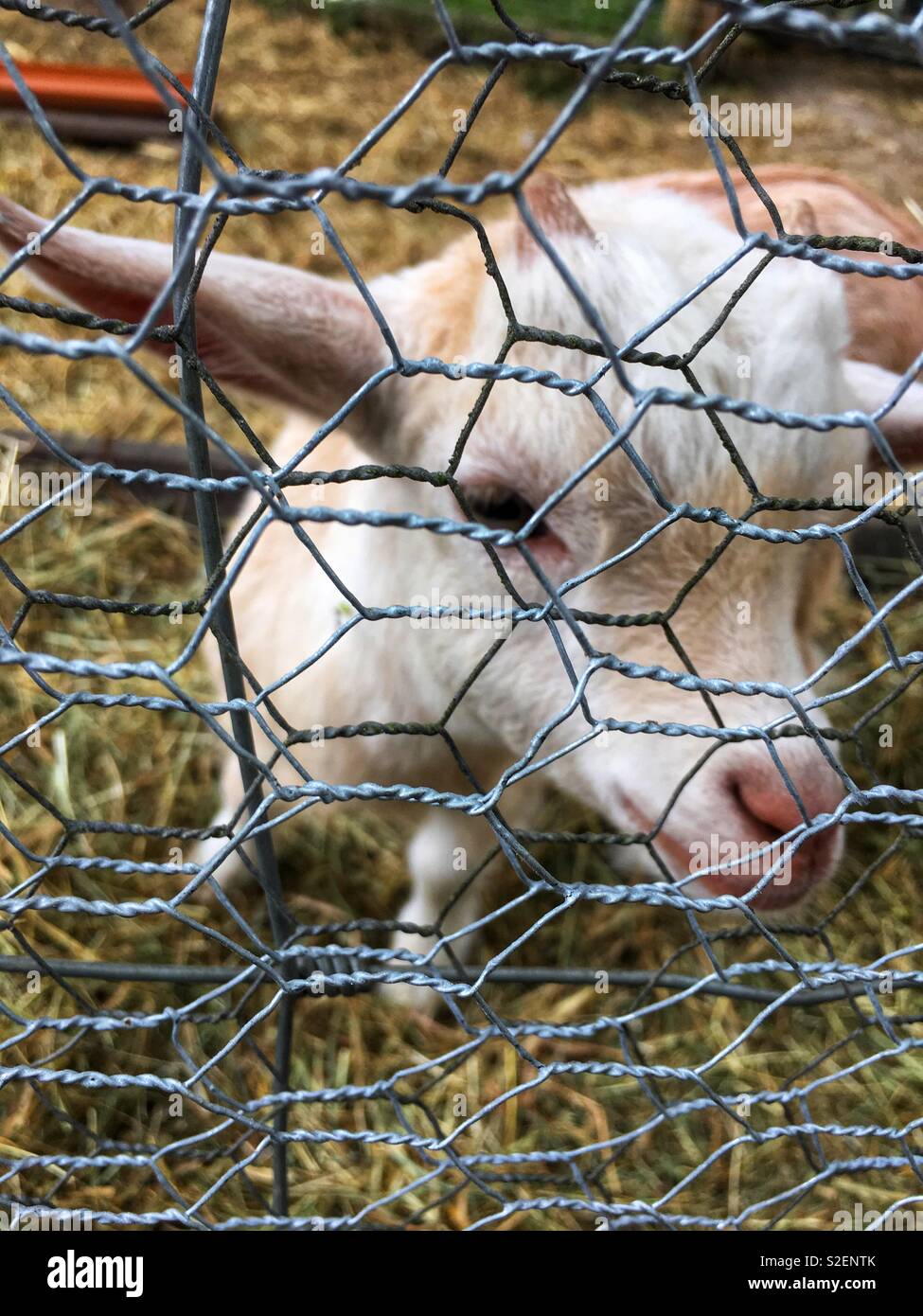 Piccolo grazioso capra pigmeo - Immagine stock catturata con smartphone