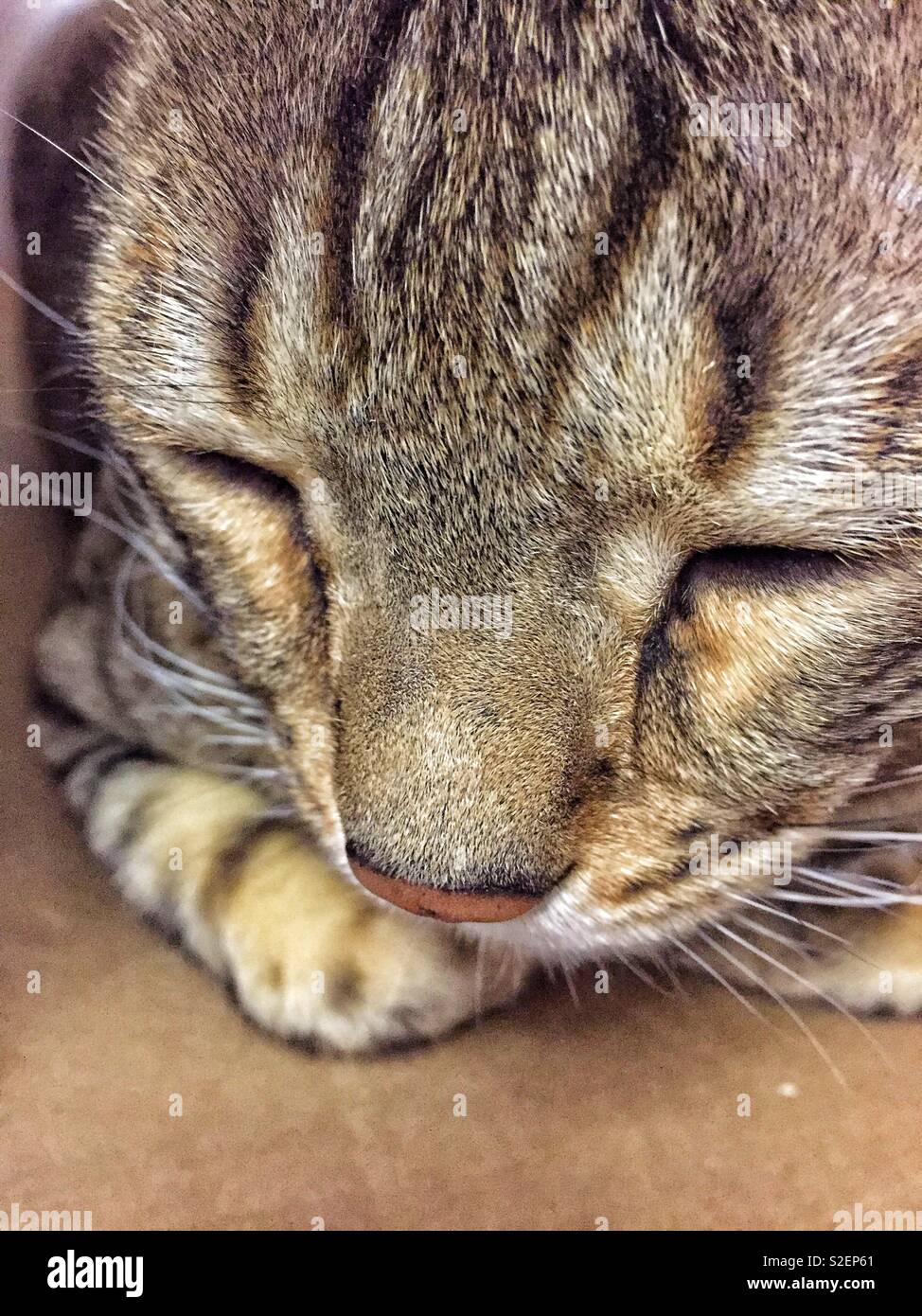 In prossimità della faccia di gatto, striped cat sleeping Foto Stock