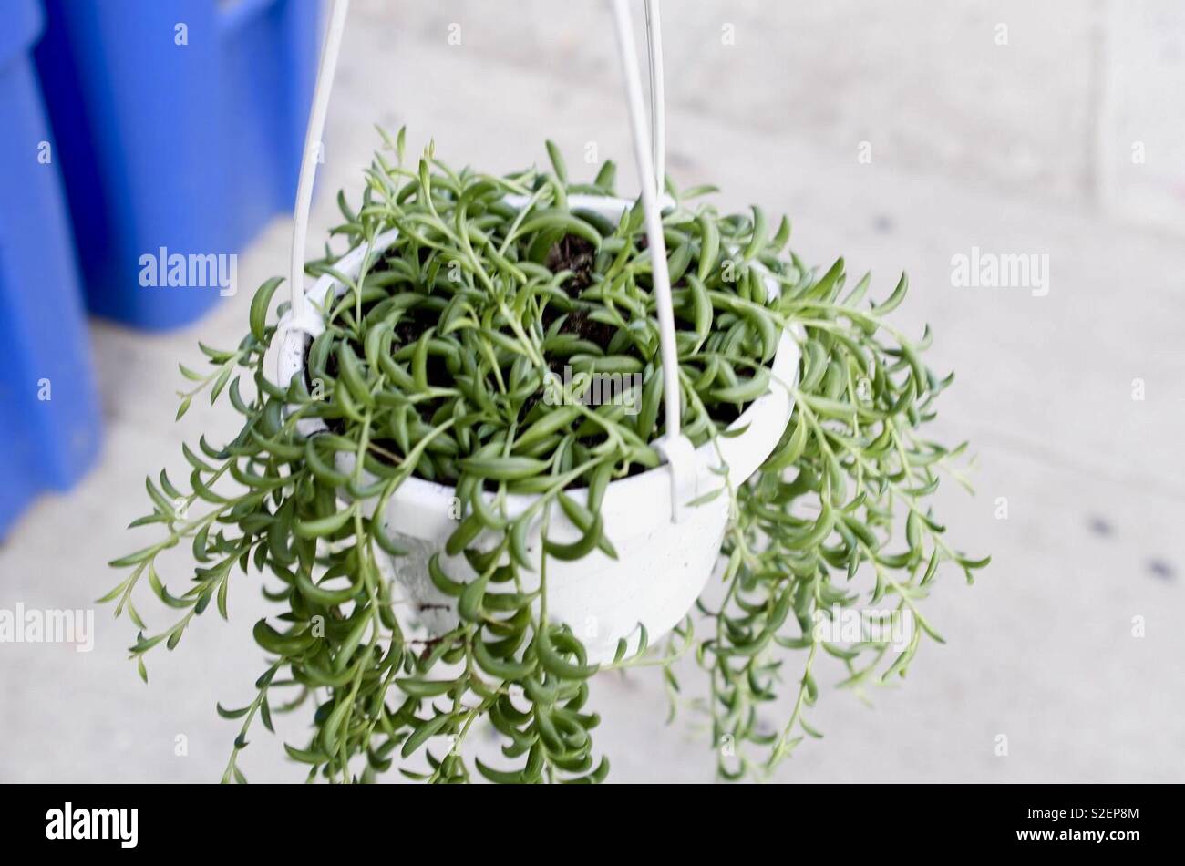 Senecio radicans (stringa di banane) impianto Foto Stock
