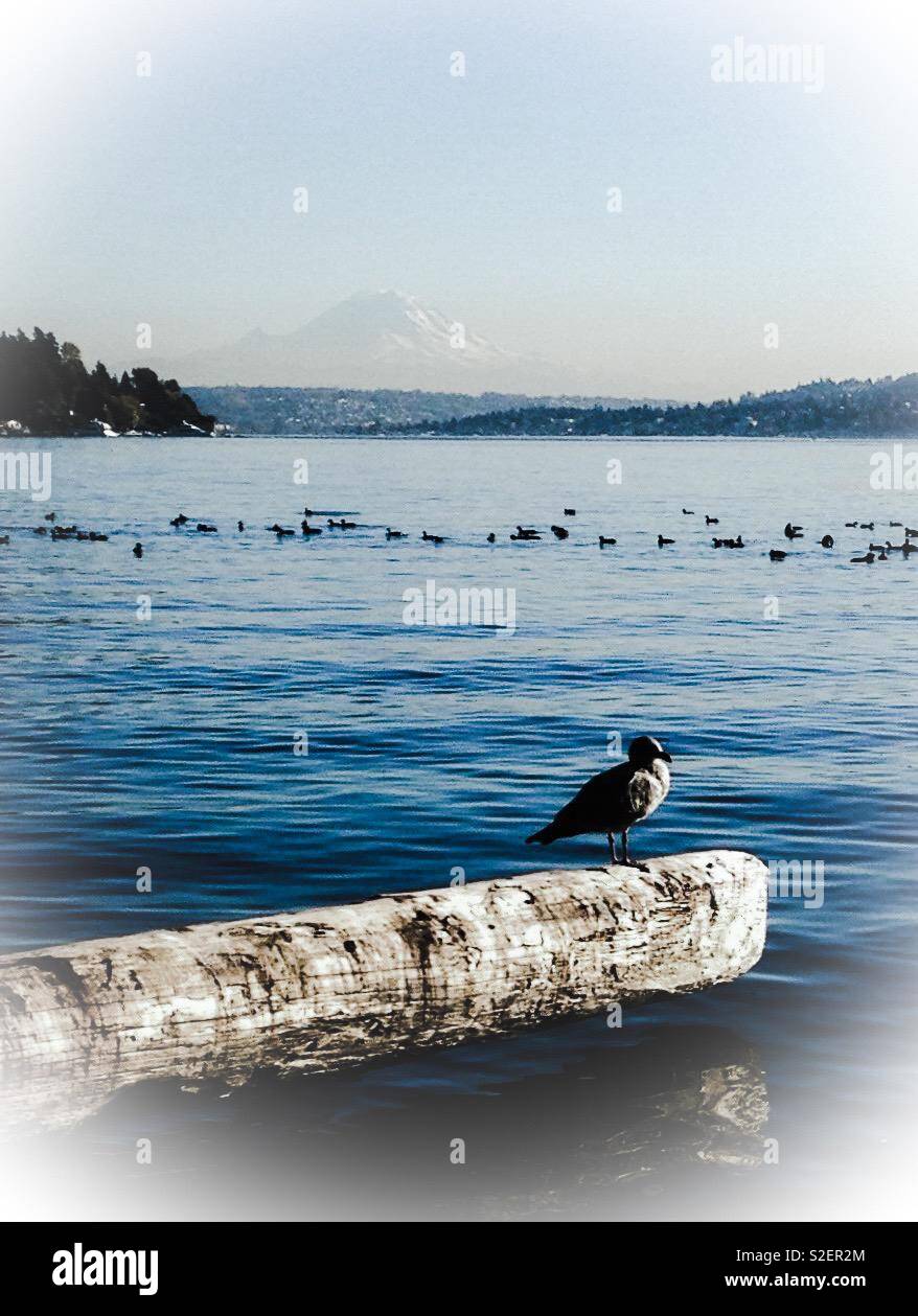 Misty foto del gabbiano su un log in il Lago Washington a Seward Park, Seattle, con Mt. Ranier debole sullo sfondo - Immagine stock catturata con smartphone