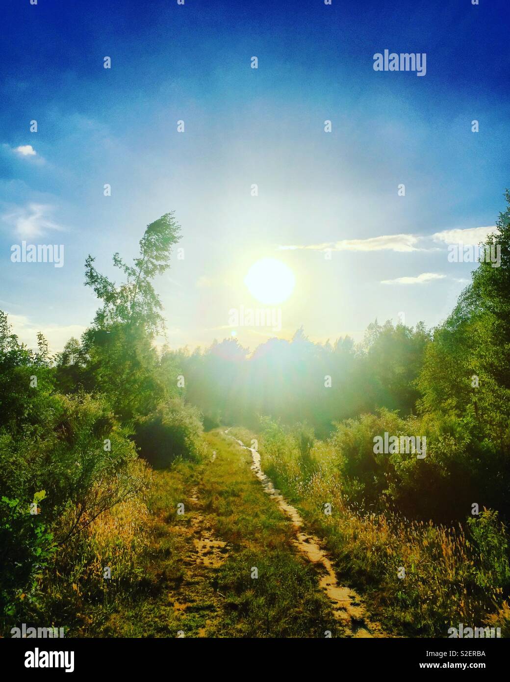 Piccolo sentiero di sabbia tra gli alberi e i boschi di andare verso un sole splendente in un cielo blu chiaro Foto Stock