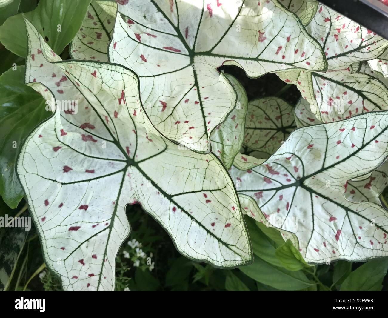 Grande verde e foglie di colore bianco con puntini rosa Foto Stock