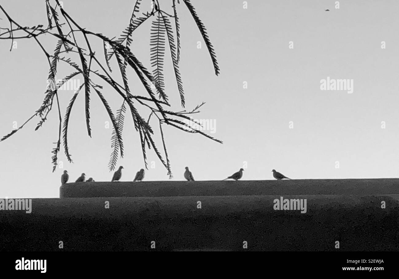 Gli uccelli di una piuma Foto Stock