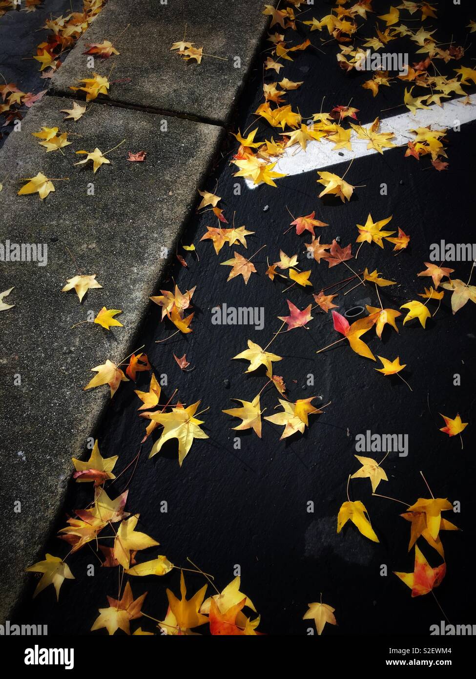 Le foglie di colore giallastro dalla quercia sullo spazio di parcheggio Foto Stock