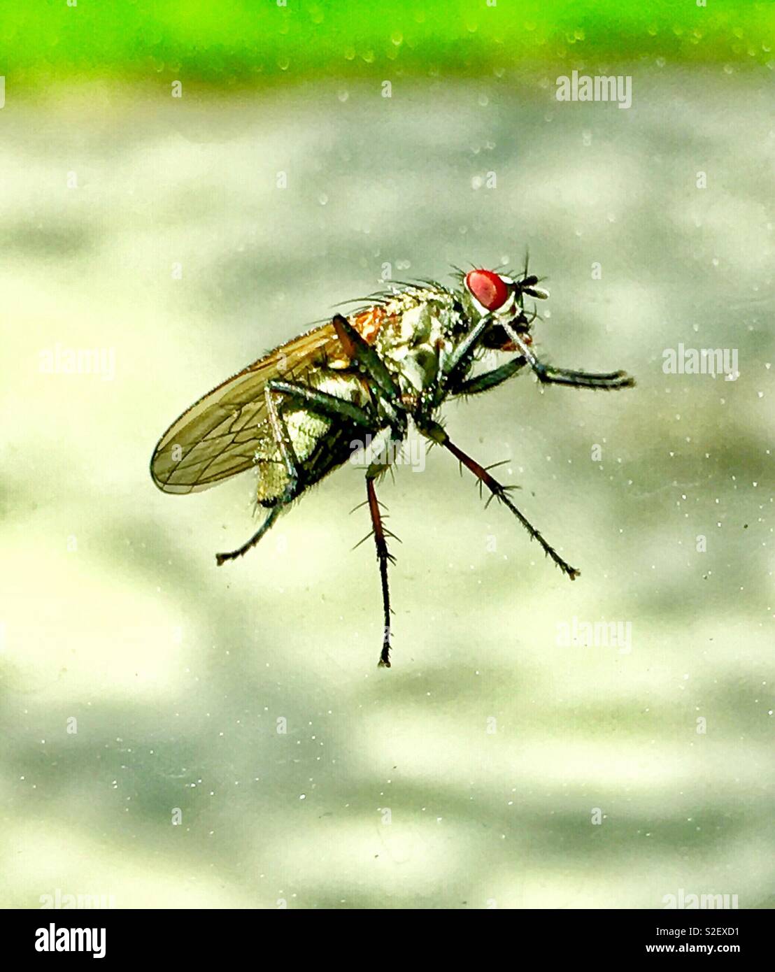 Primo piano della creepy housefly con luminosi occhi rossi strofinando le sue gambe anteriori insieme - Immagine stock catturata con smartphone