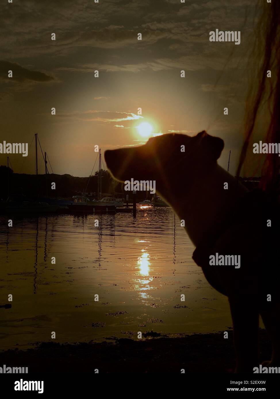 Un Jack Russell alza la testa in silhouette contro un tramonto da un fiume Foto Stock