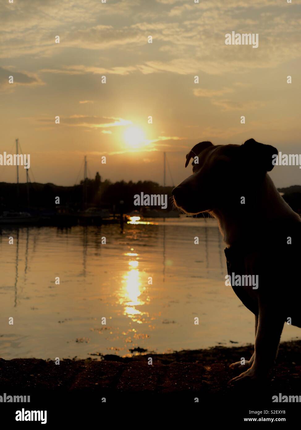Un Jack Russell cane si siede da un fiume durante il tramonto Foto Stock