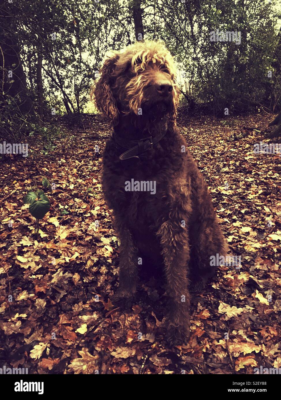 Marrone cioccolato cane labradoodle nel bosco autunnale, Hampshire, Inghilterra, Regno Unito. Foto Stock