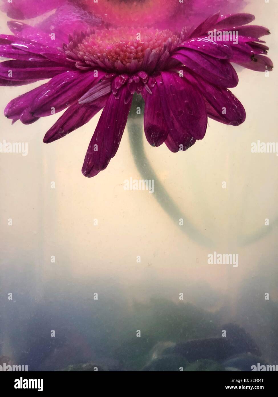 Una pink gerbera daisy sommersa di fiori in un vaso di vetro con oscuro di acqua dell'impianto. Foto Stock