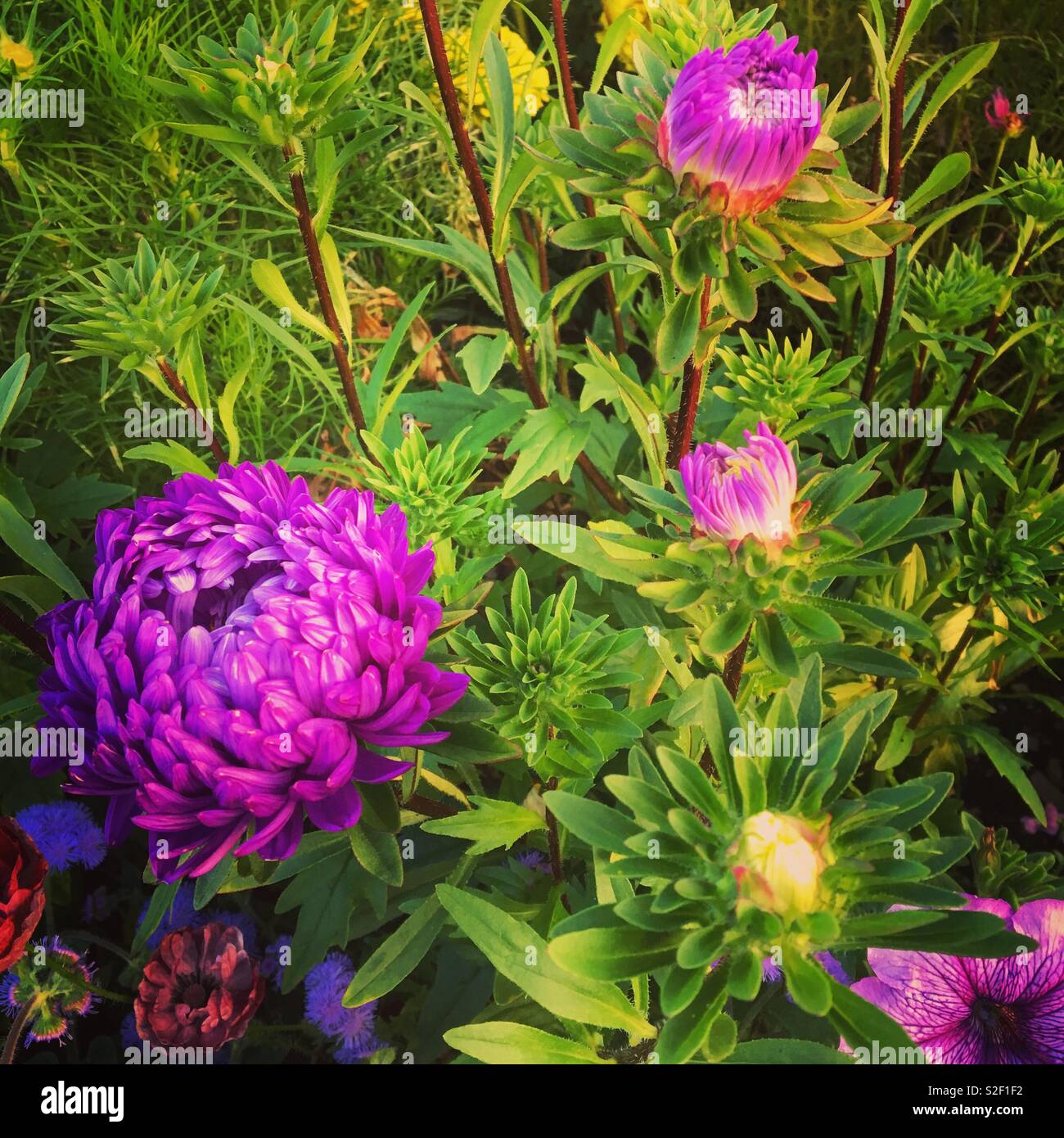 Piuttosto fiori estivi Foto Stock