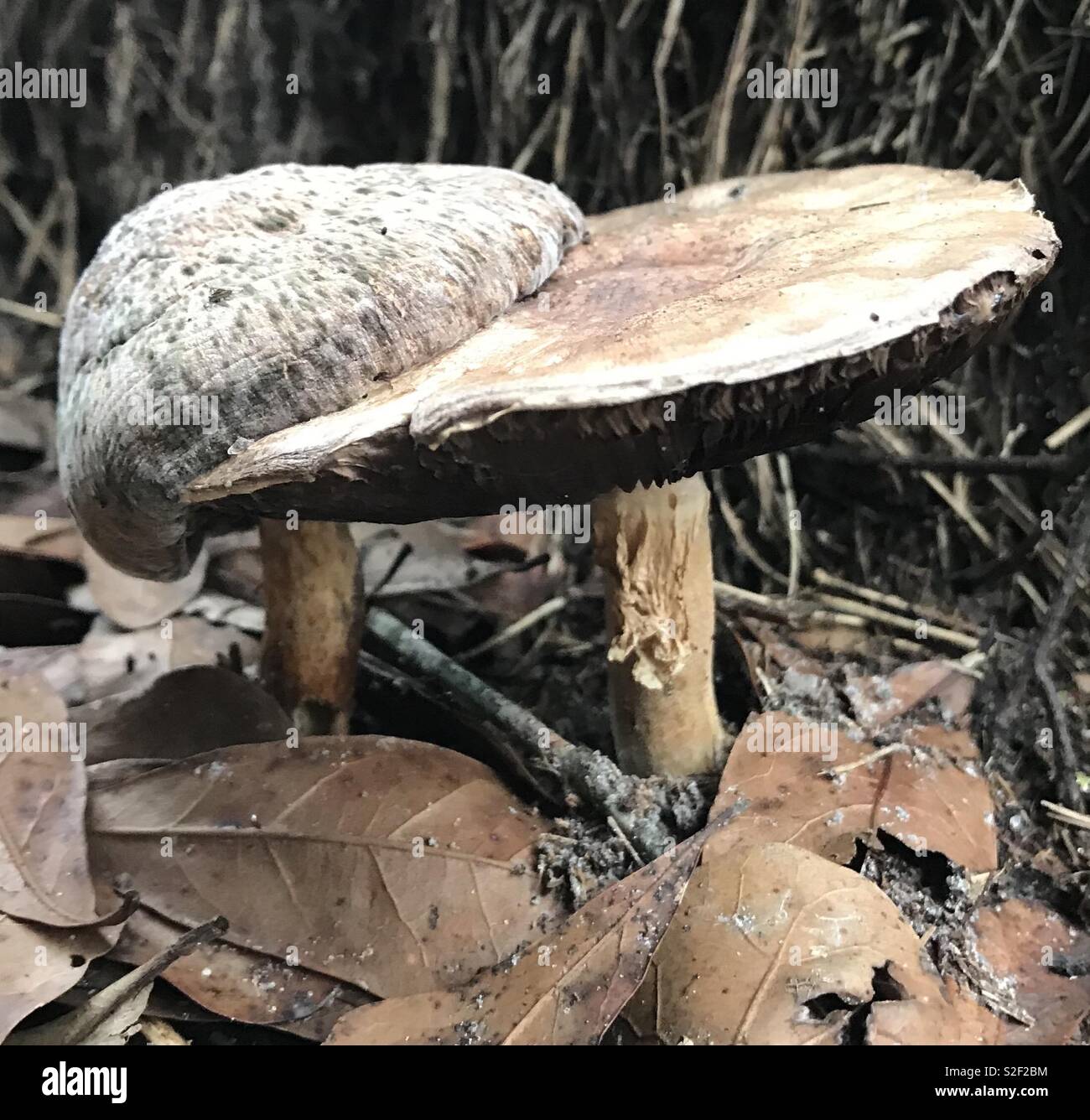 Gli amici del fungo cresce nei boschi della Georgia del Sud. Foto Stock