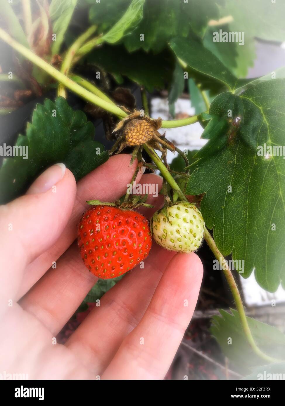 Crescere il proprio le fragole Foto Stock