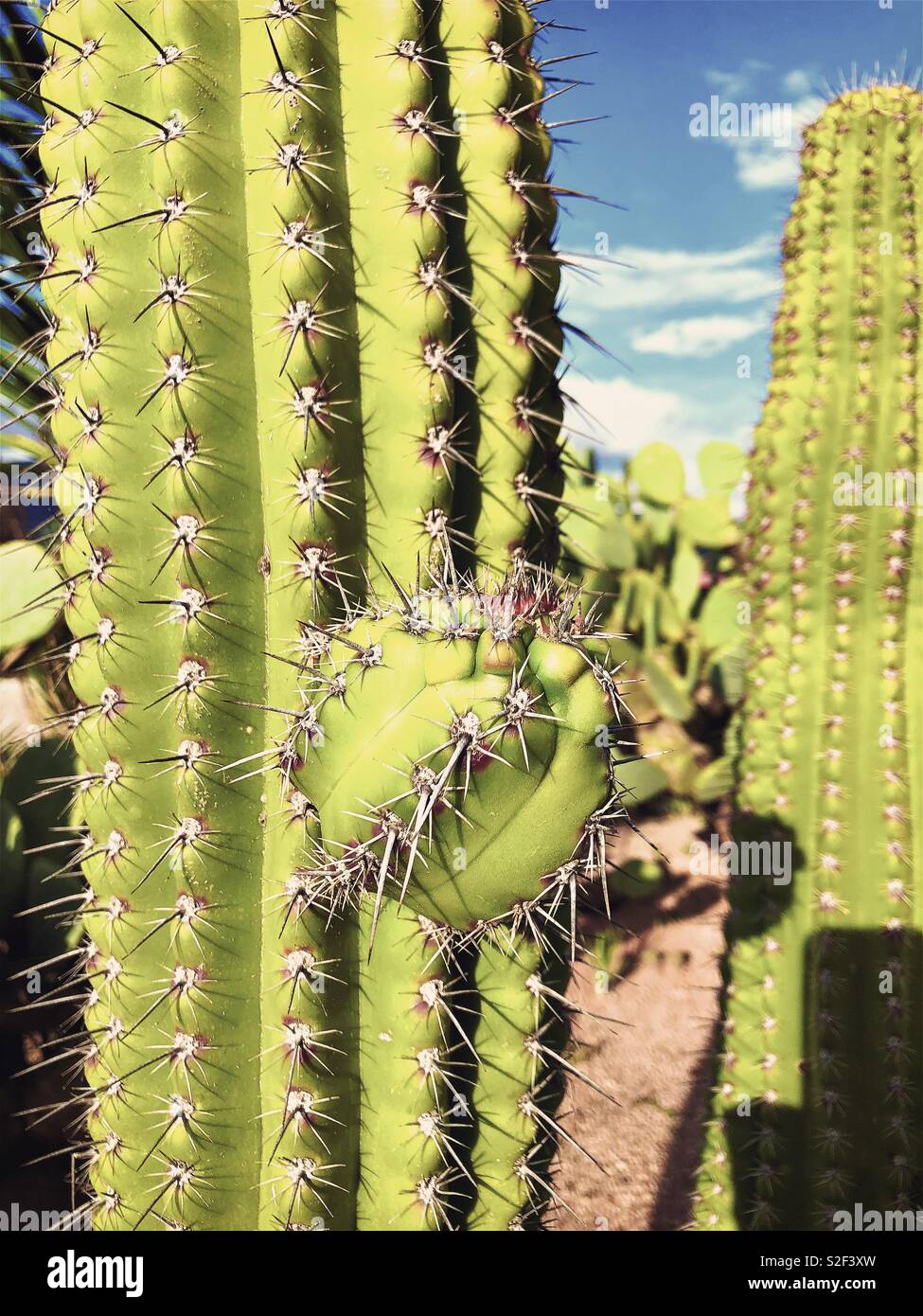 Cactus, Oaxaca, Messico Foto Stock
