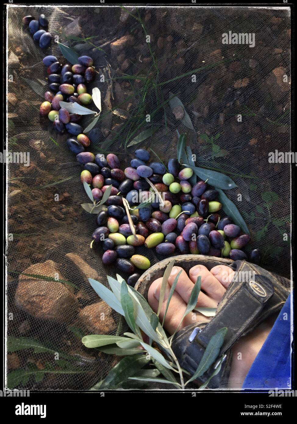 Raccolta Empeltre spagnolo Olive da olio d'oliva, la Catalogna, Spagna. Foto Stock
