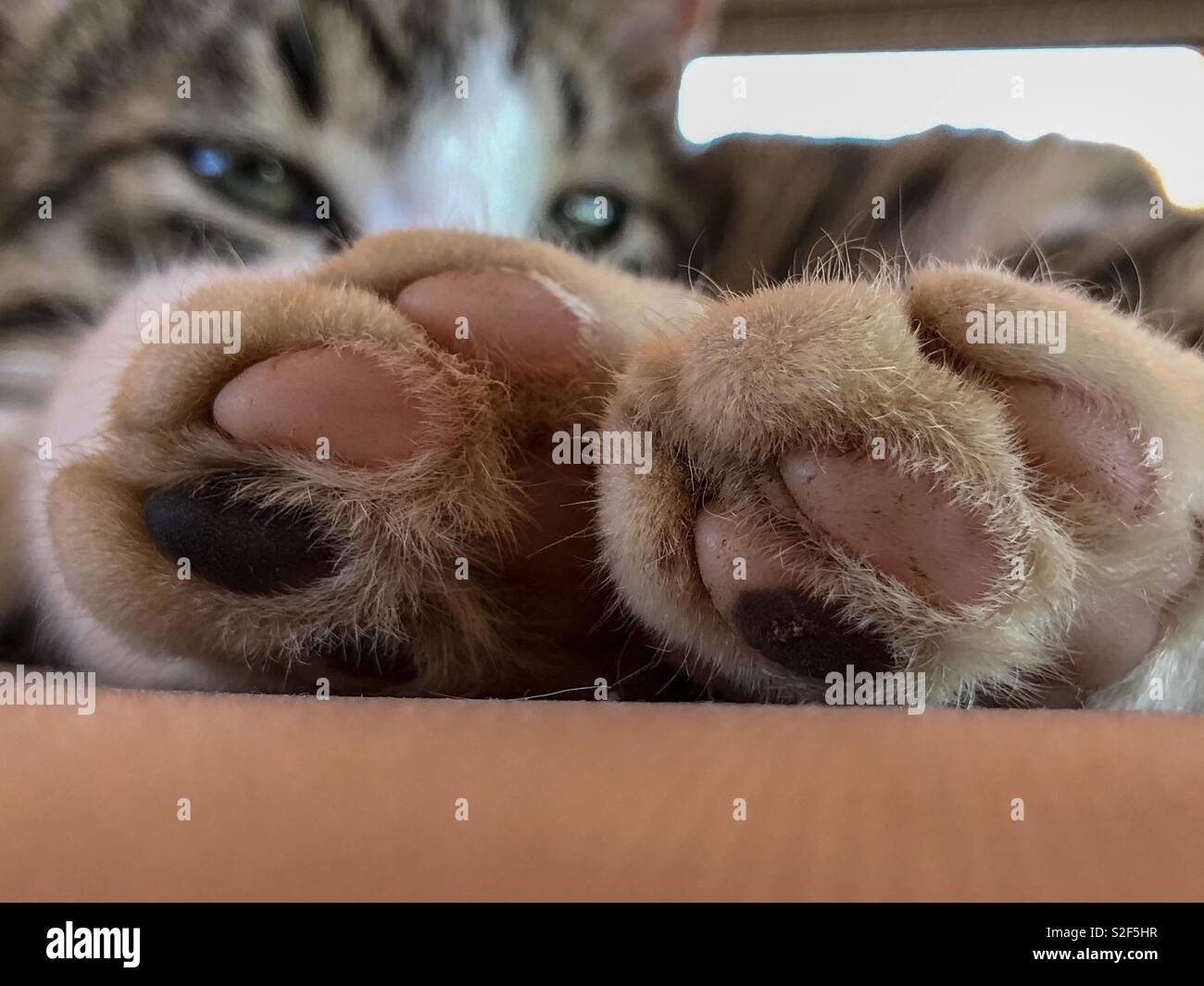 Zampe di gatto Foto Stock