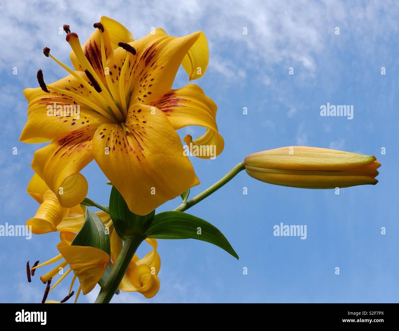 è chiamato anche giglio giallo