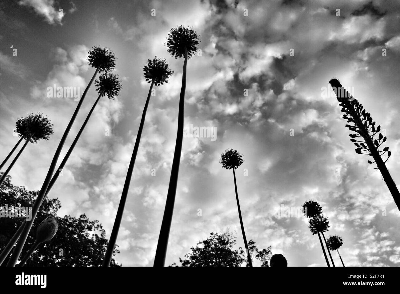 Fiore giardino Silhouette Foto Stock