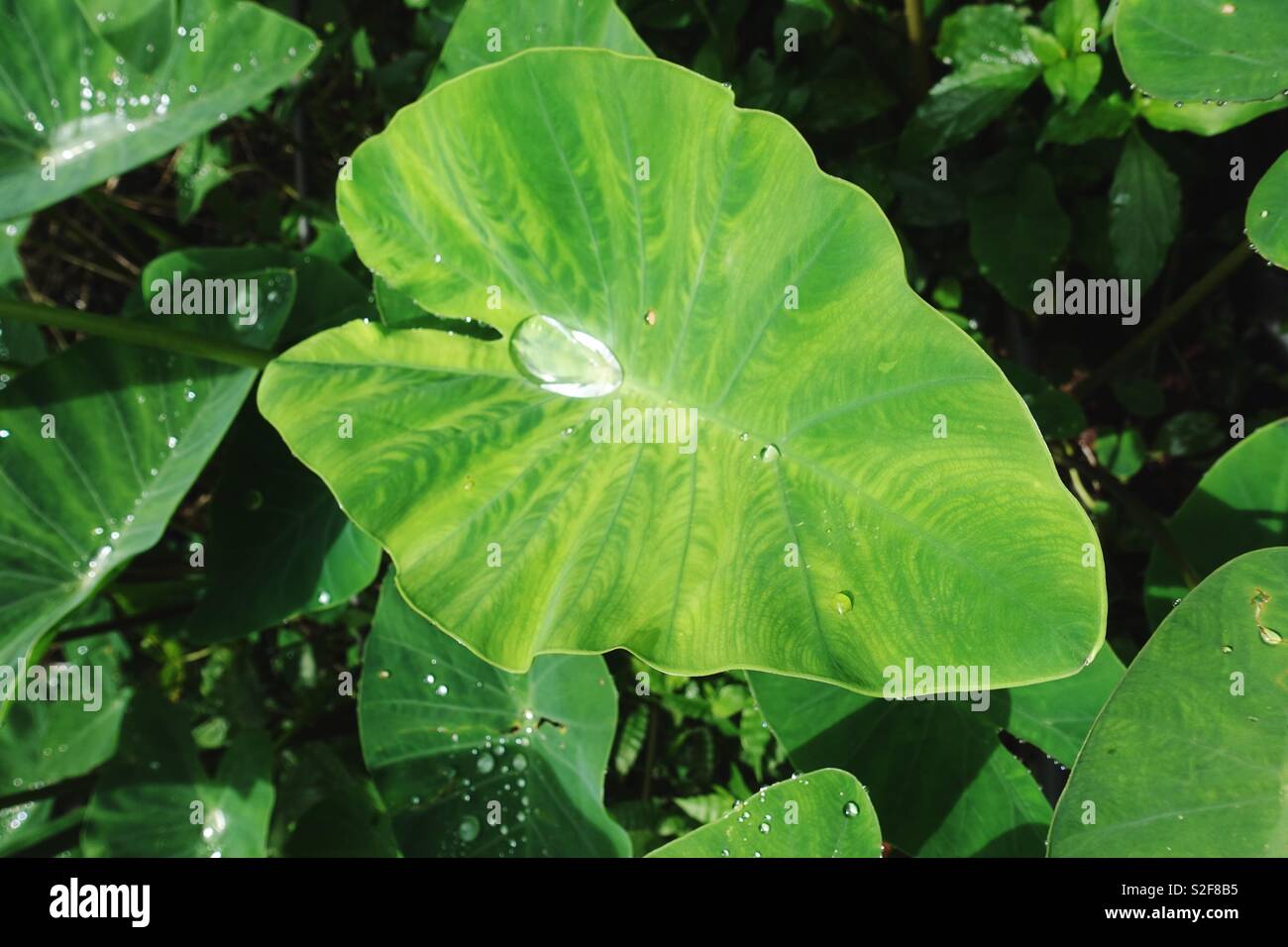 Grande goccia di rugiada su una foglia Foto Stock