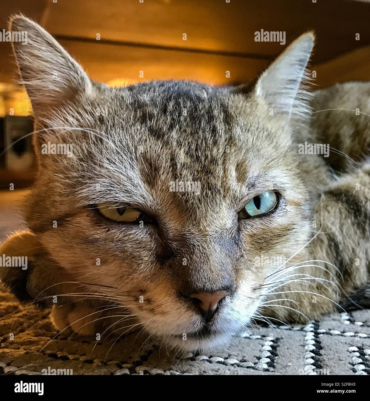 Questo gatto randagio è ma un pet presso lo studio di Mumbai, egli va e viene quando studio si apre ans di chiusura. Foto Stock