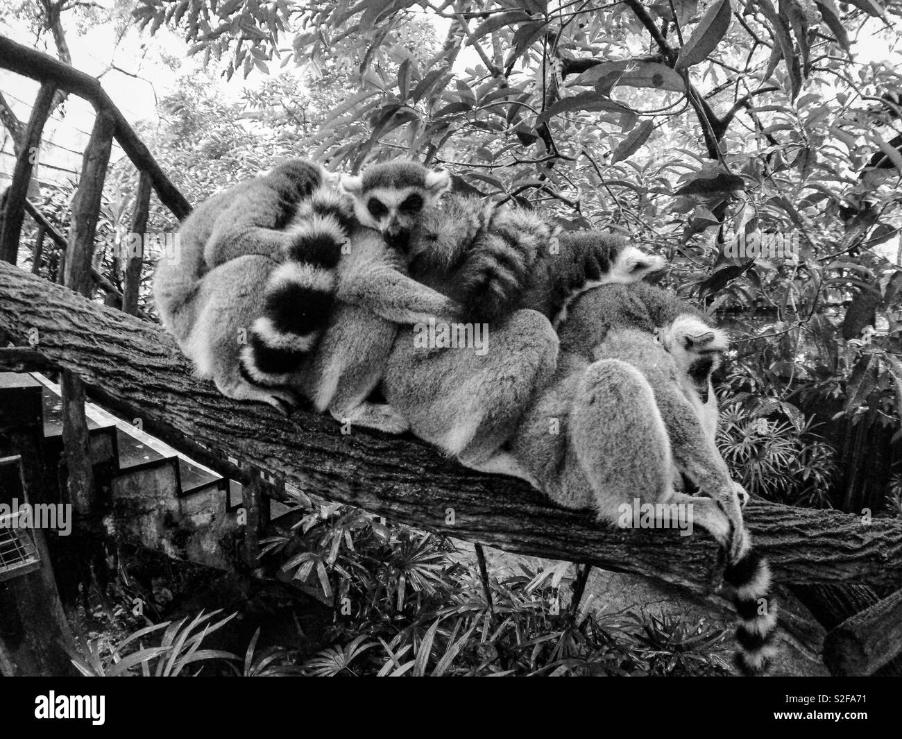 GoPro lemuri Foto Stock
